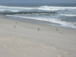 the jetty and ocean